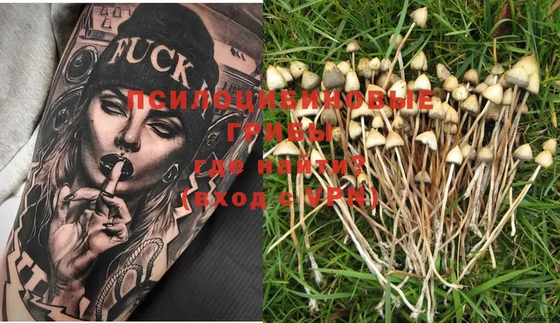 Псилоцибиновые грибы Psilocybine cubensis  Лысьва 